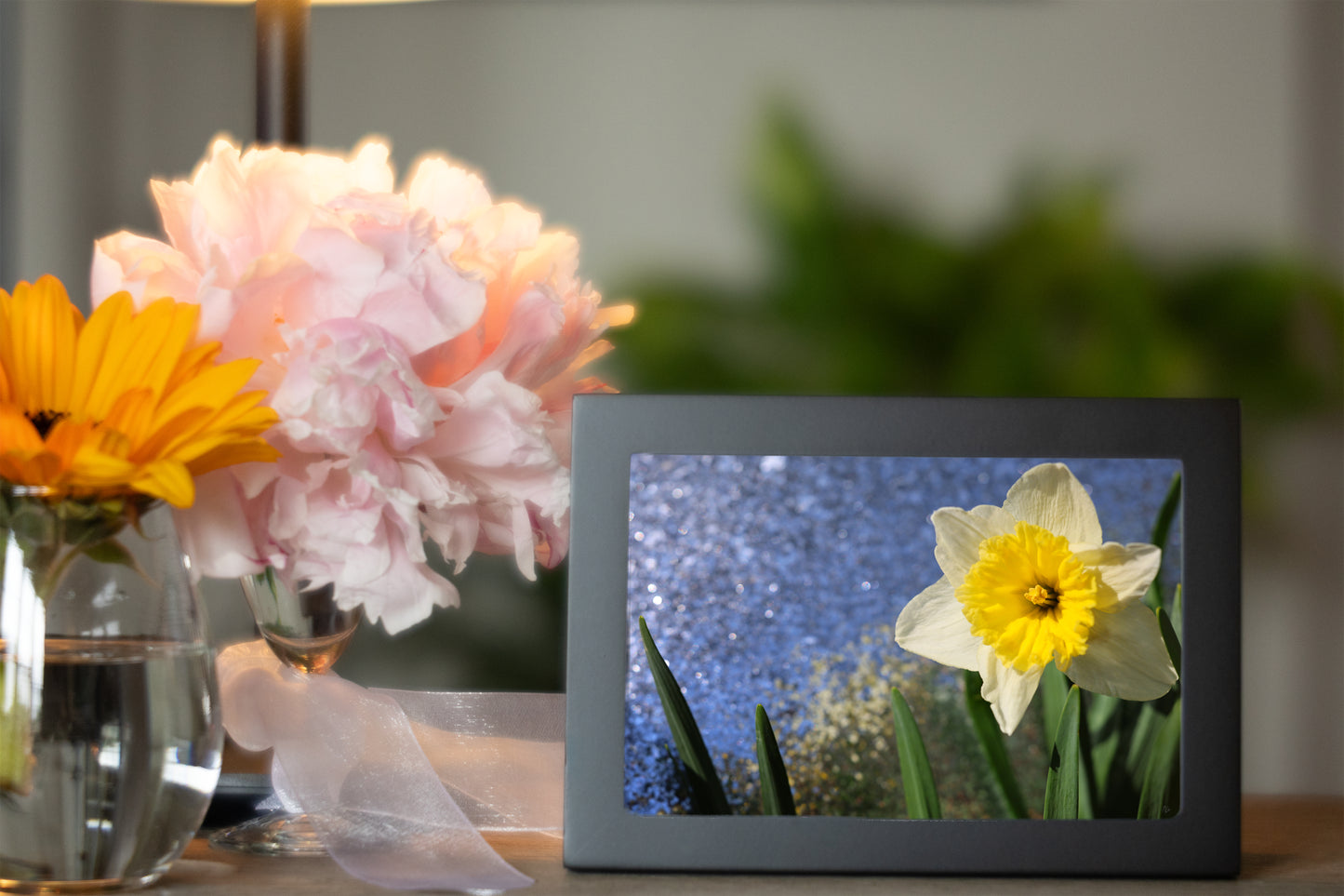 Daffodil Morning Sparkle