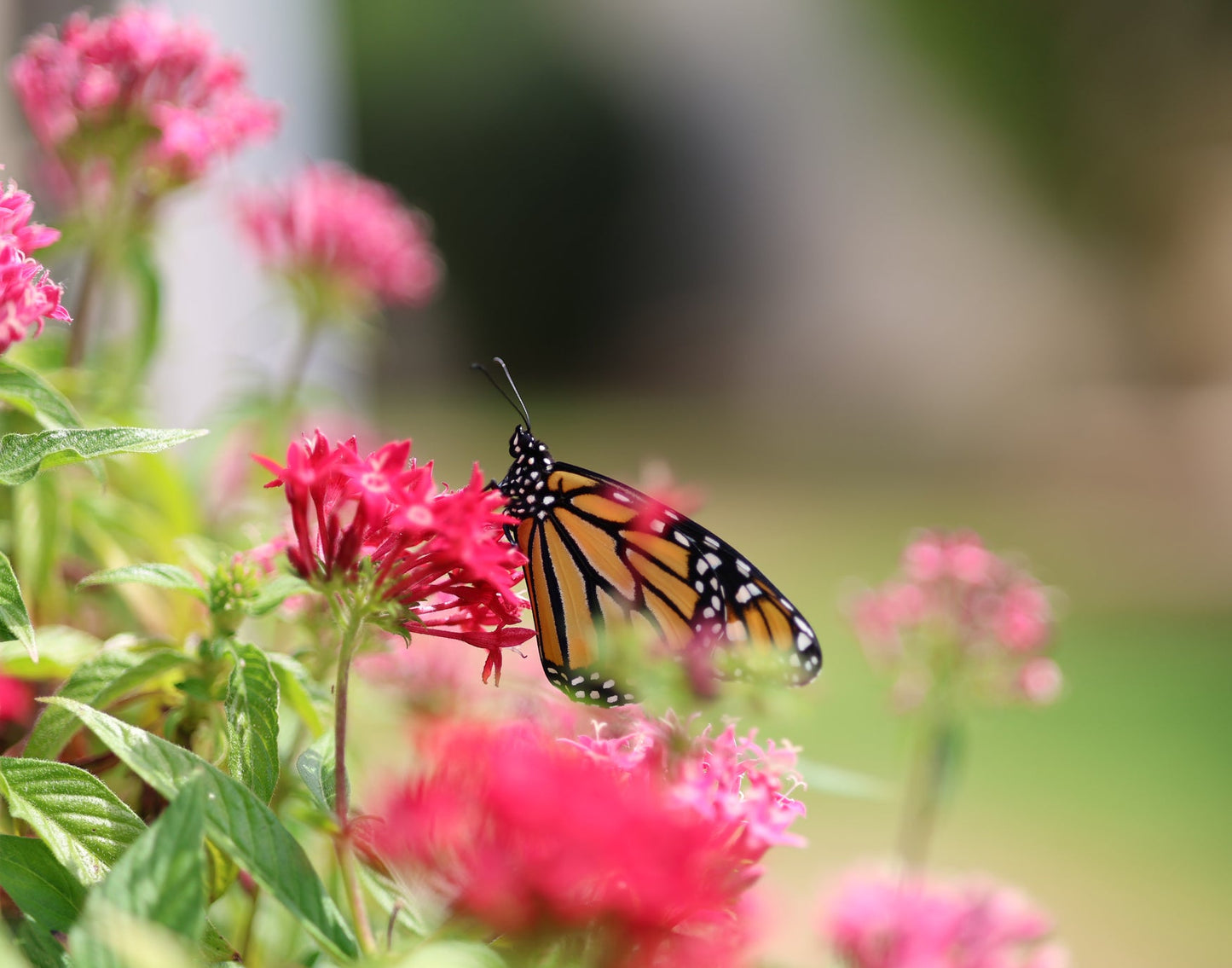 Monarch Butterfly 1 11x14 Digital Art