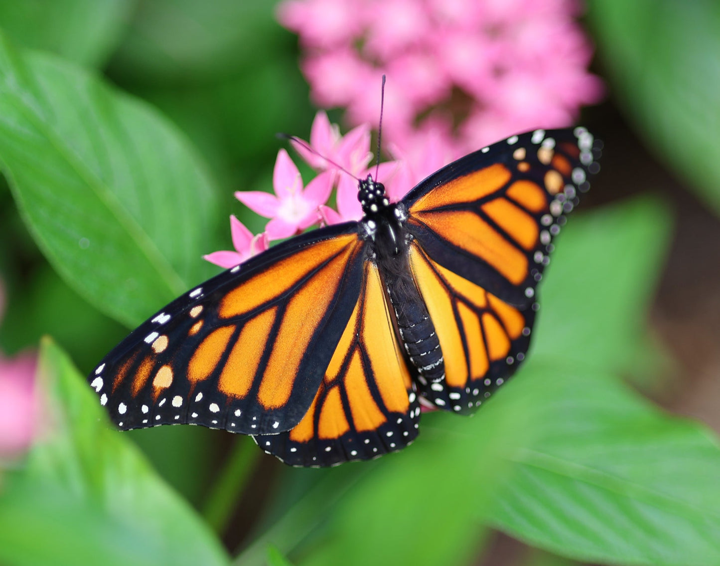 Monarch Butterfly 14 Close up 11x14 Digital Art