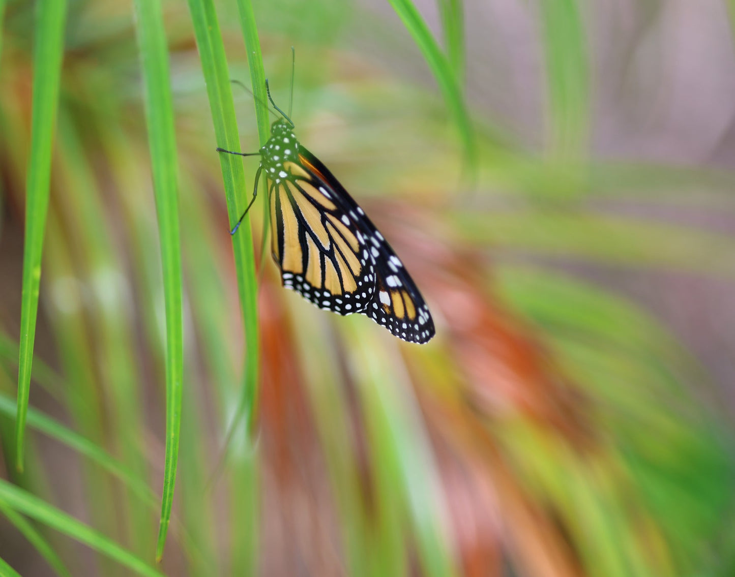 Monarch Butterfly 16 11x14 Digital Art