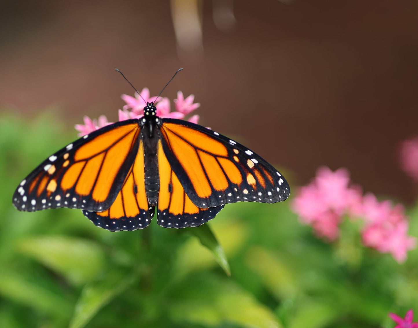 Monarch Butterfly 3 11x14 Digital Art