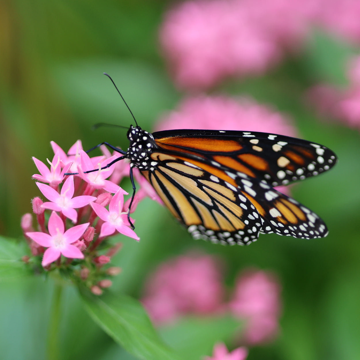 Monarch Butterfly 4 10x10 Digital Art