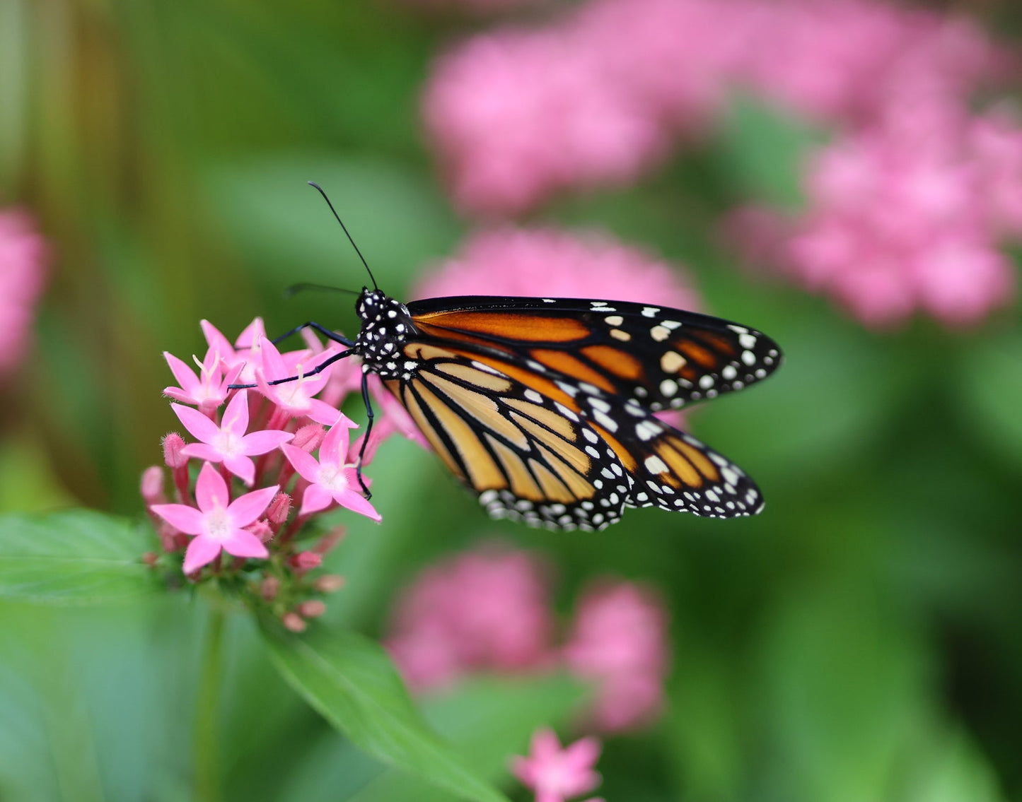 Monarch Butterfly 4 11x14 Digital Art