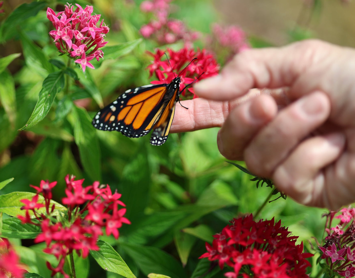 Monarch Butterfly and Hands 4 Digital Art