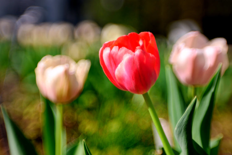 Tulips