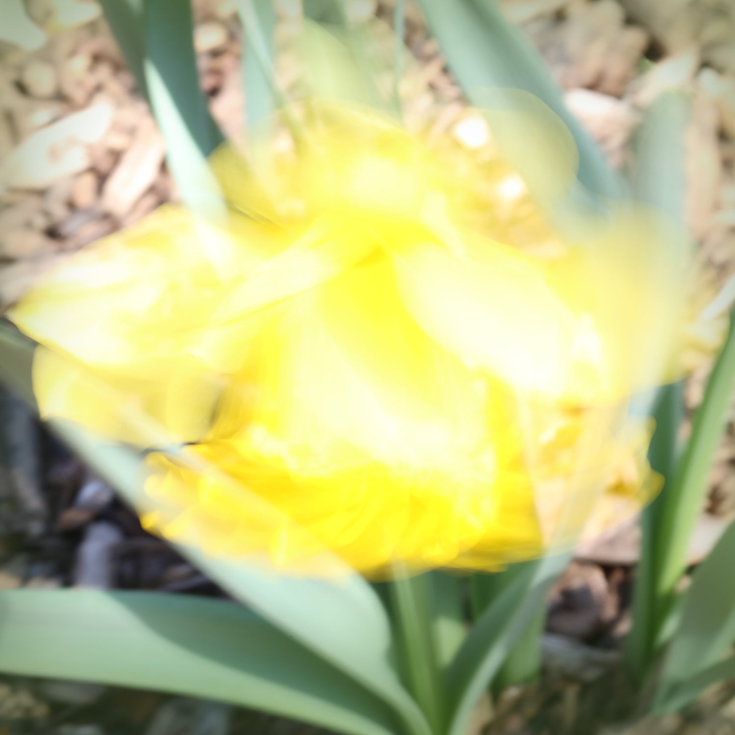 Dancing Daffodil