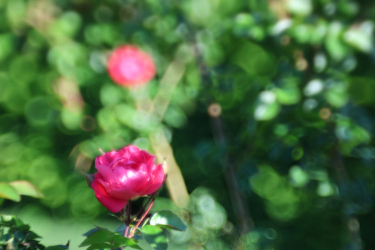 Pink & Rosy