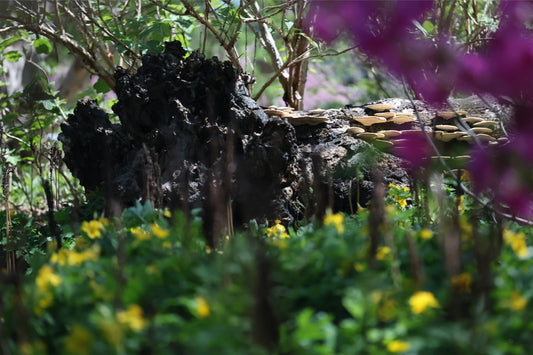 A Hidden Corner
