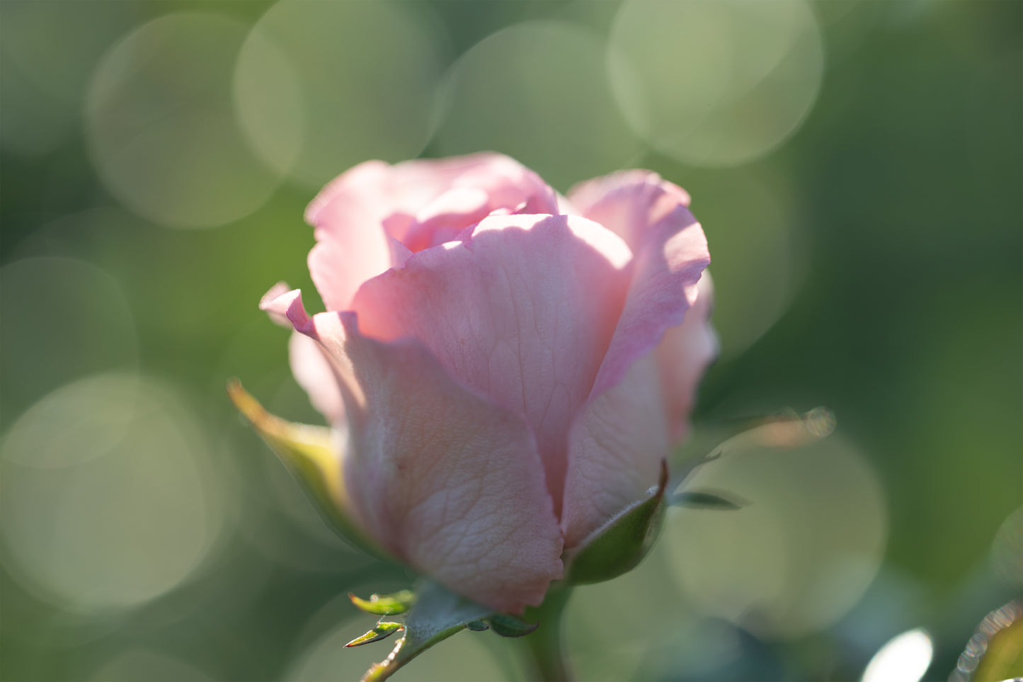 Bokeh and Blush
