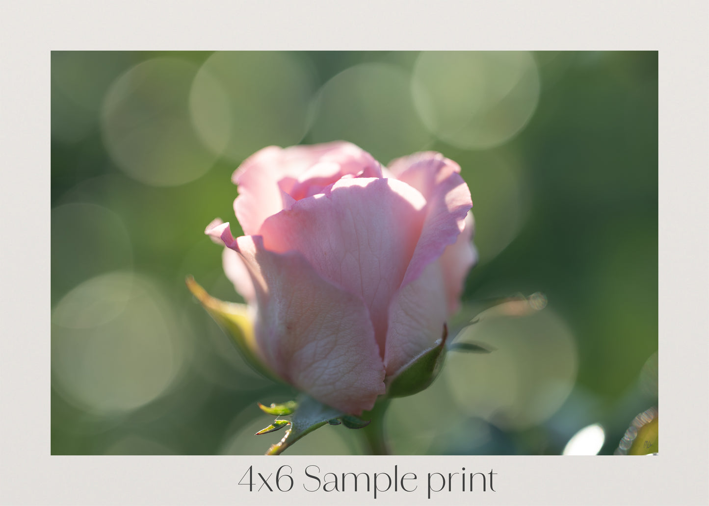 Bokeh and Blush