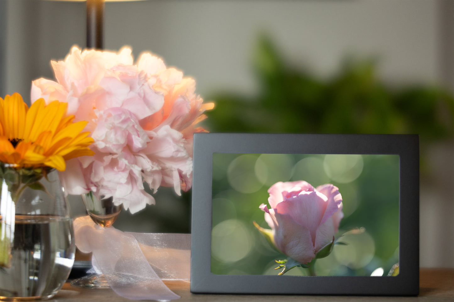 Bokeh and Blush