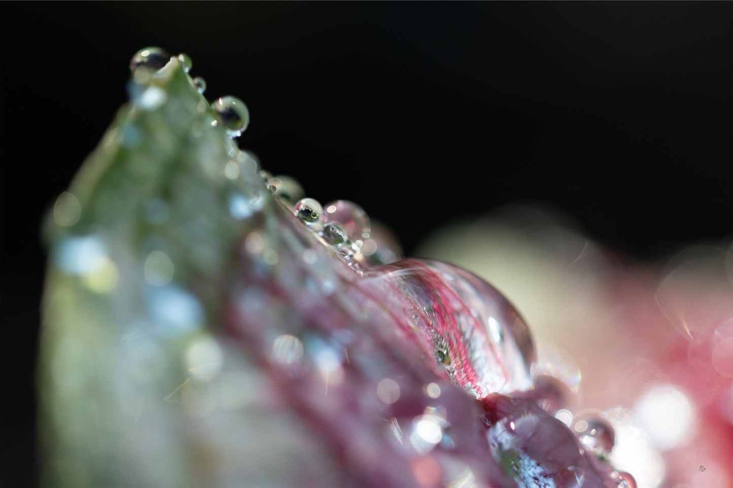 Close Up Magic