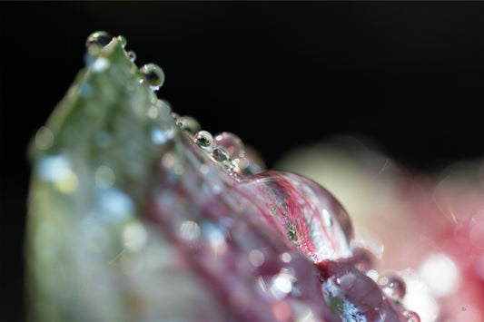 Close Up Magic