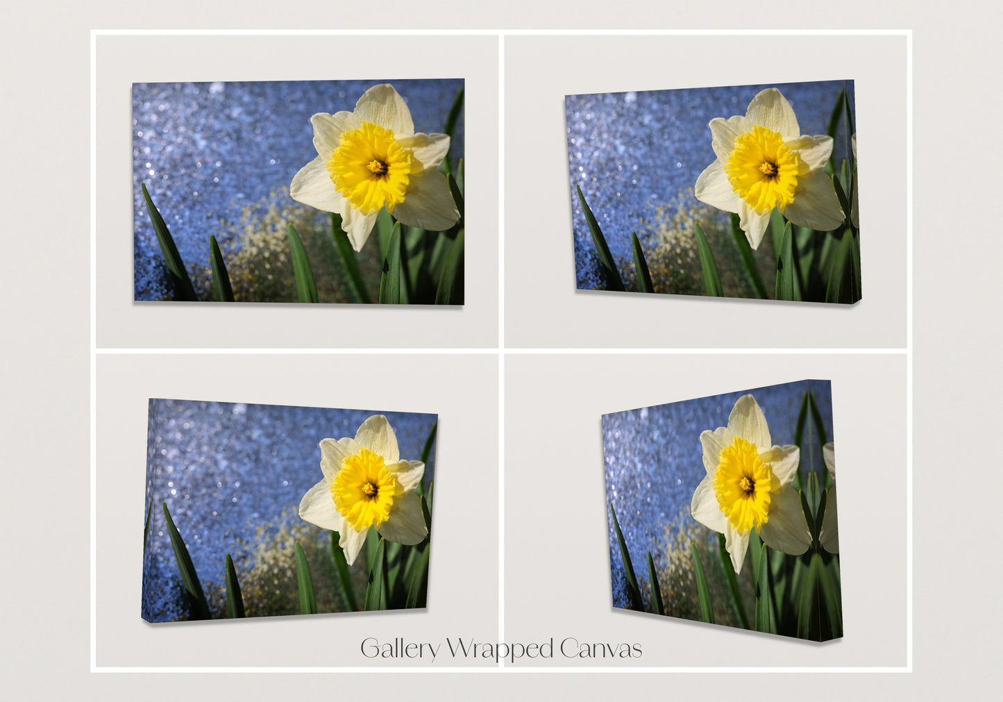 Daffodil Morning Sparkle