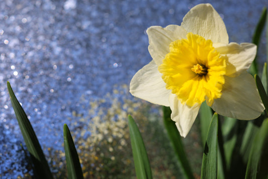 Daffodil Morning Sparkle