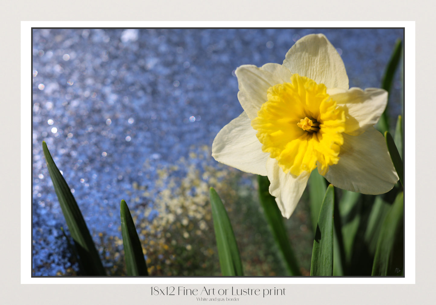 Daffodil Morning Sparkle