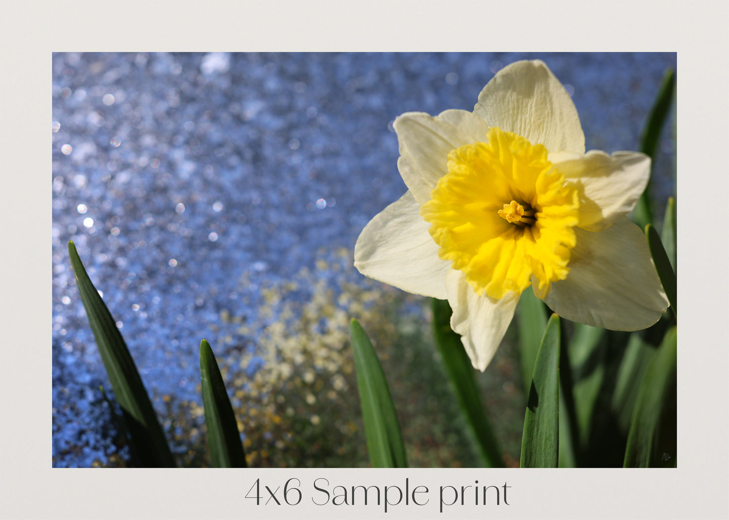 Daffodil Morning Sparkle