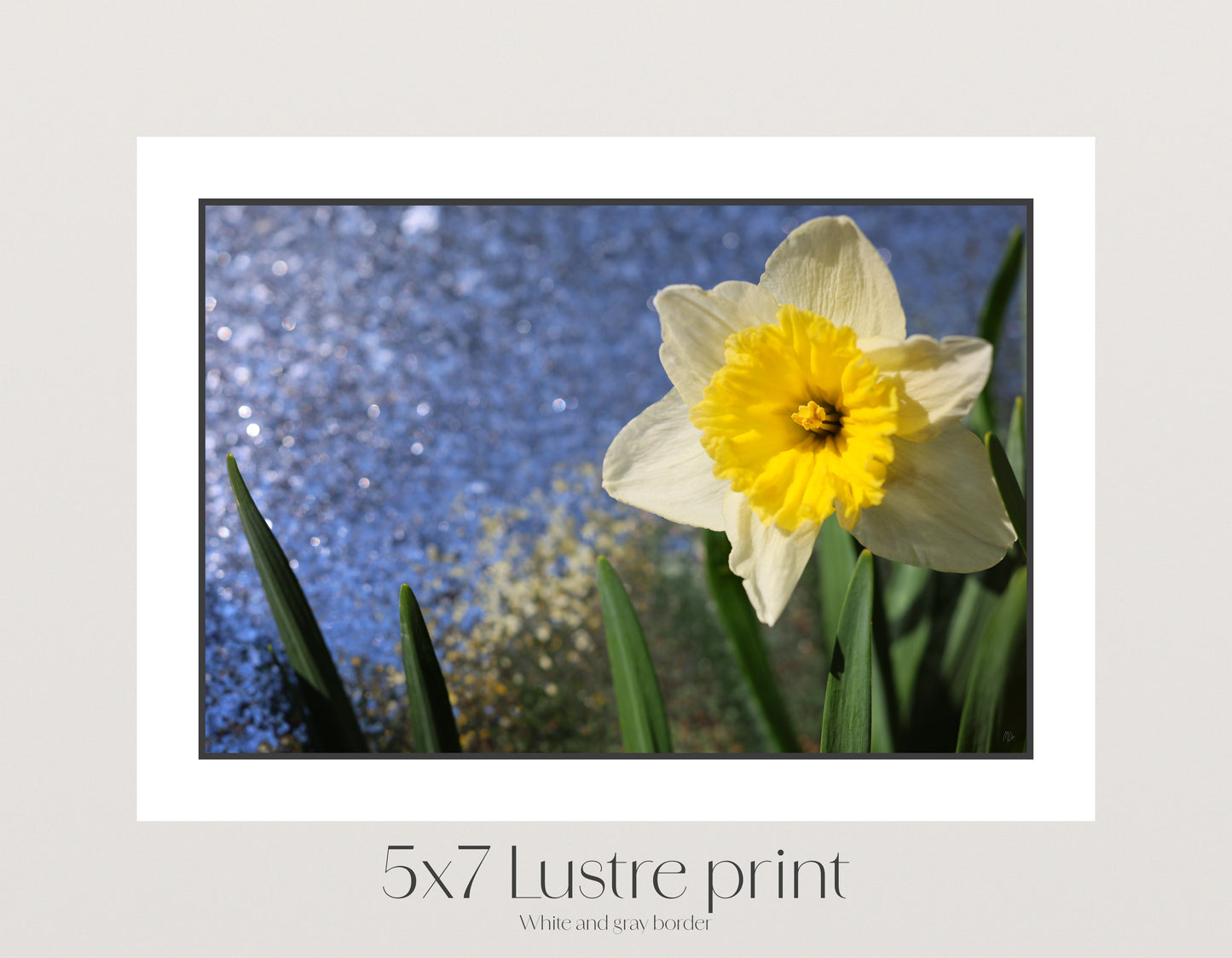 Daffodil Morning Sparkle