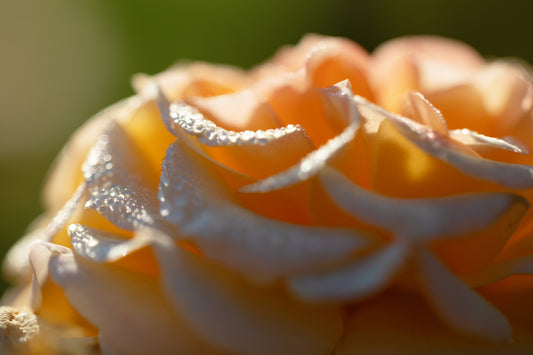 Dawn on a Rose