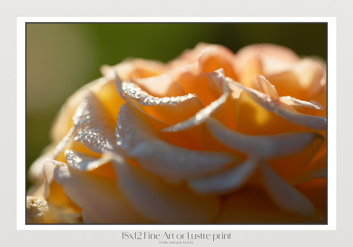 Dawn on a Rose