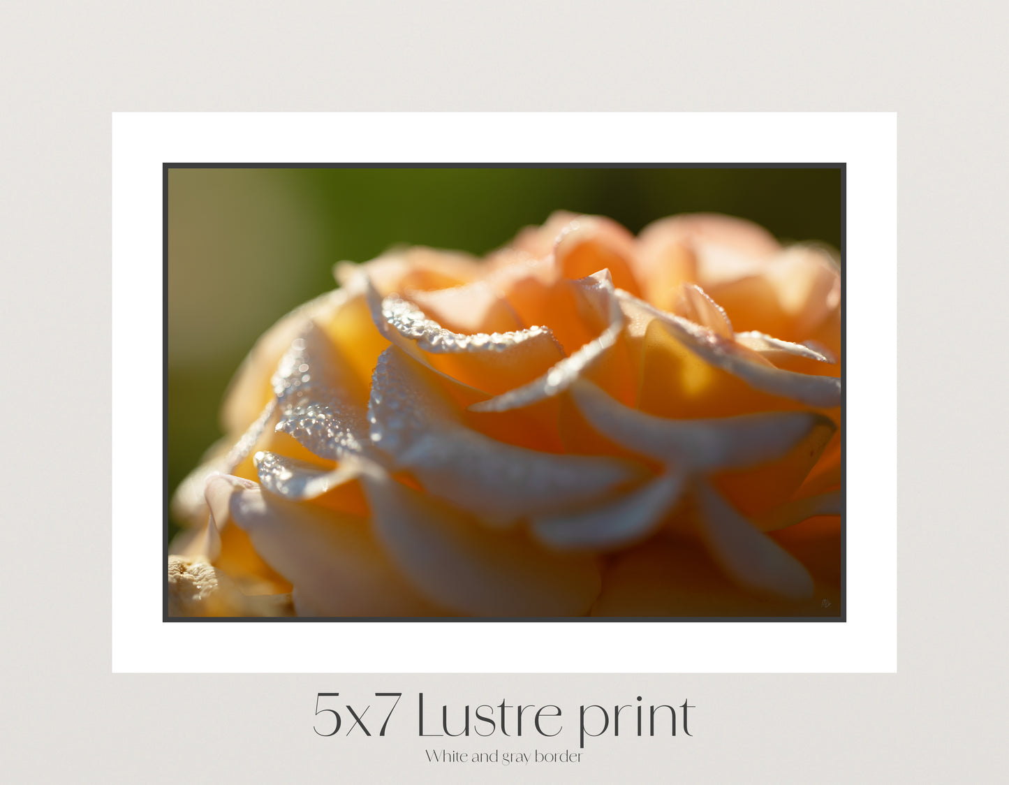 Dawn on a Rose