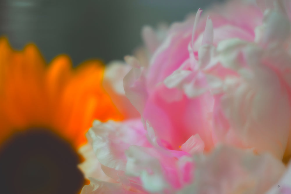 Fluorescent Bloom
