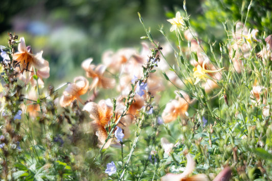 Garden Party