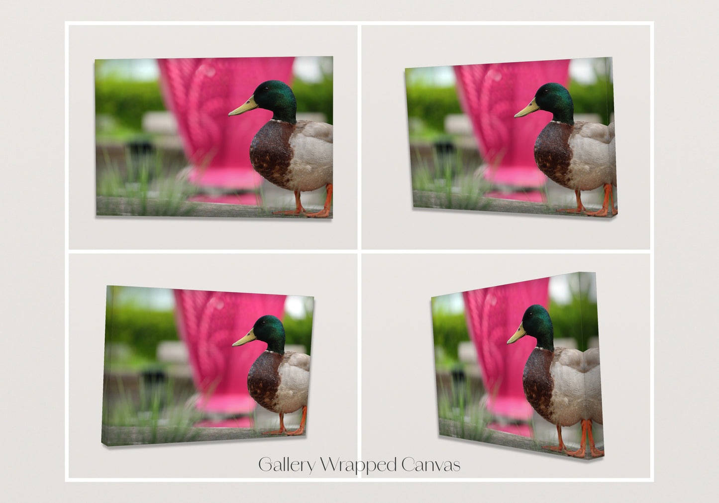 Glamour Duck