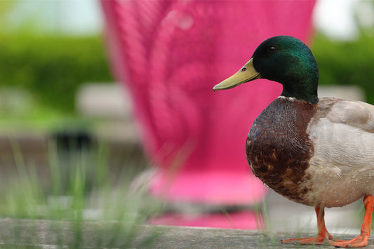 Glamour Duck