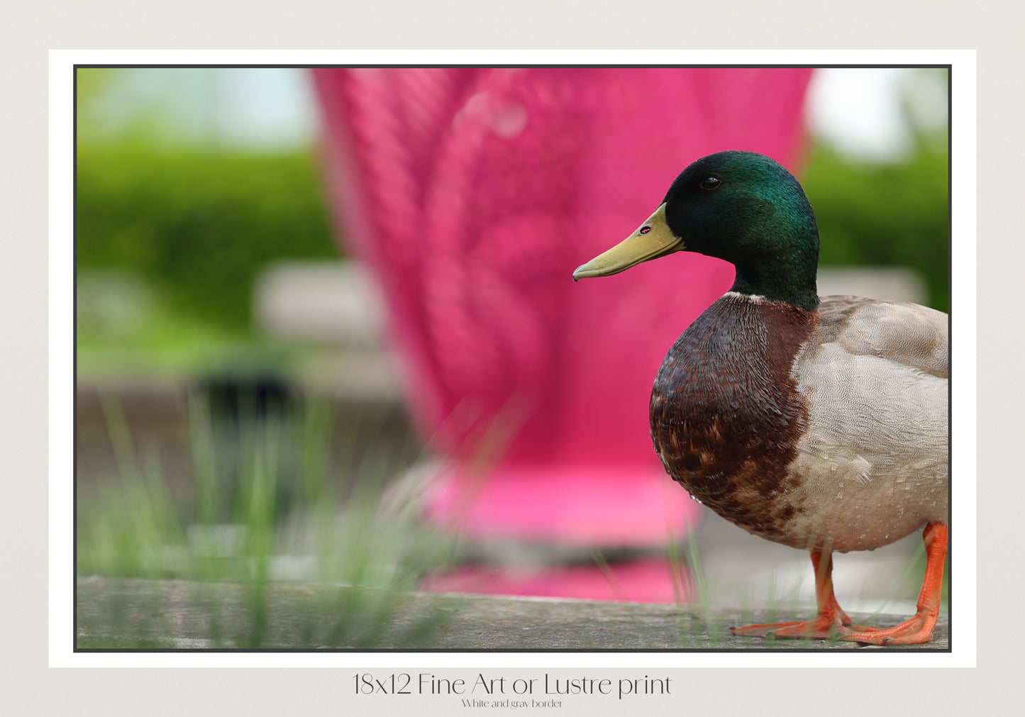Glamour Duck