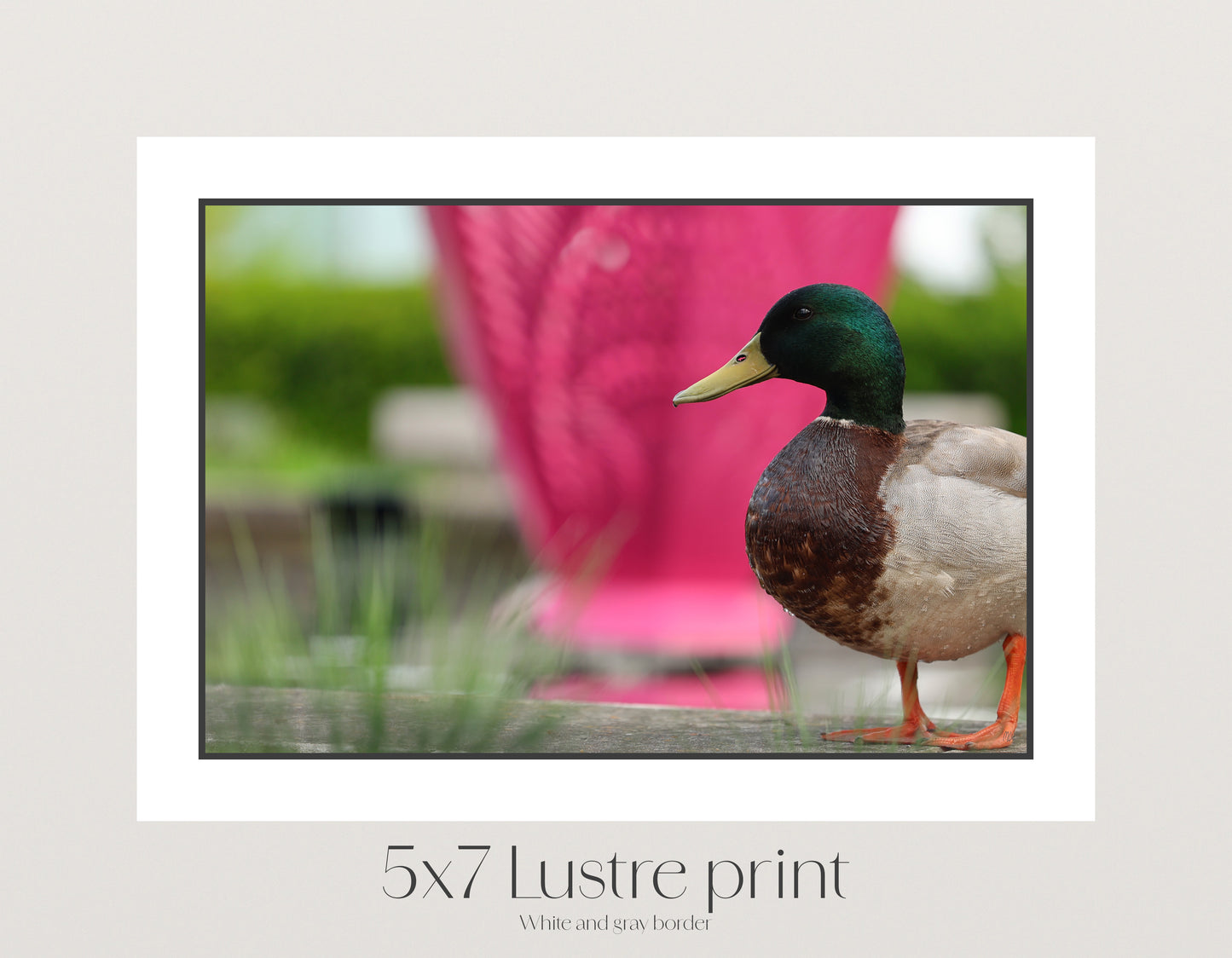 Glamour Duck