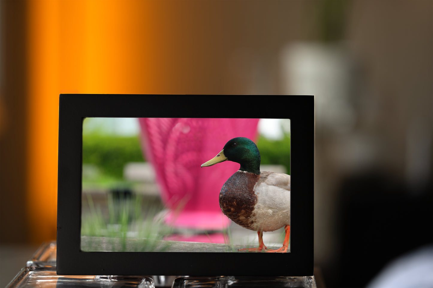 Glamour Duck