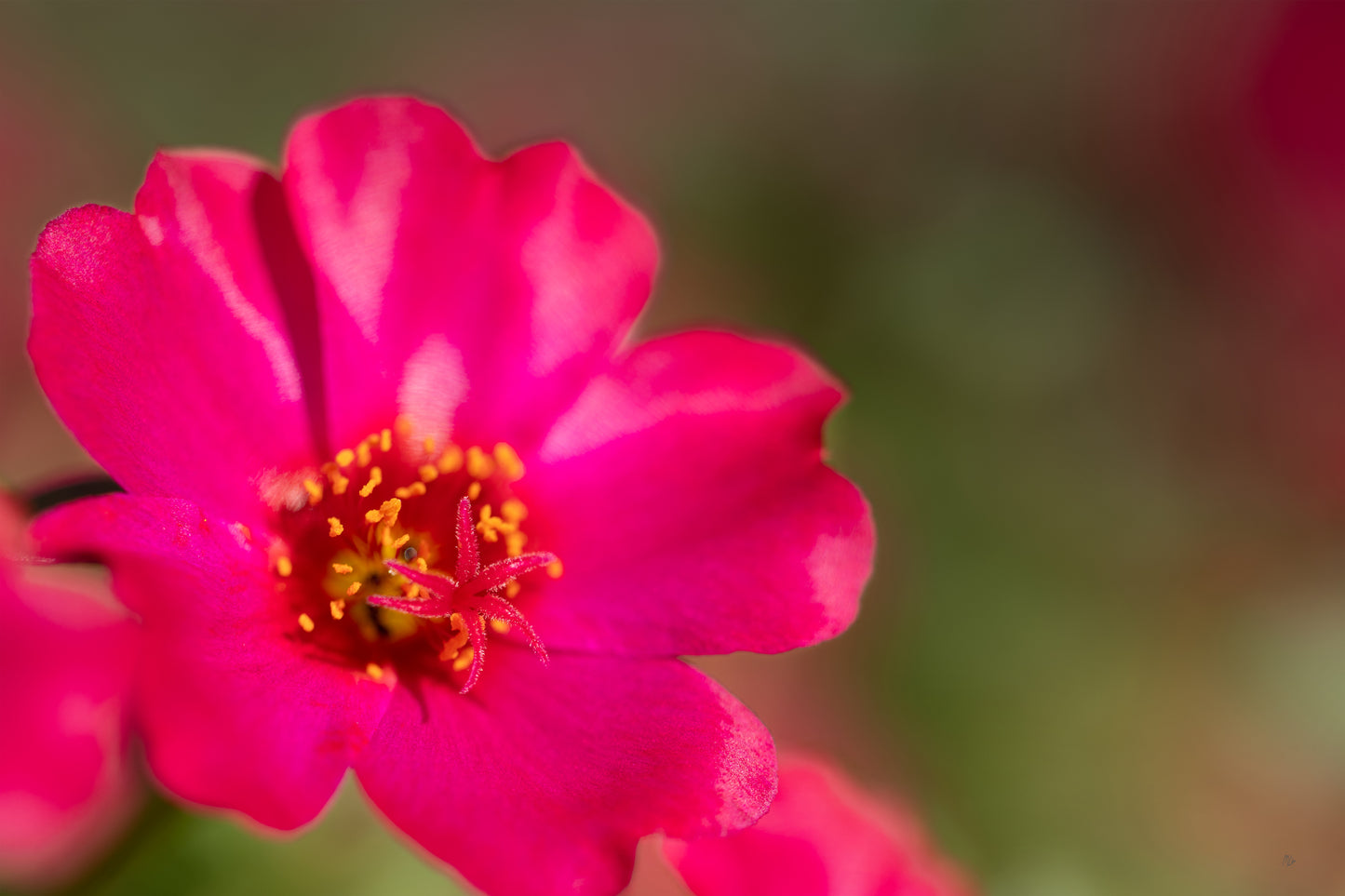 Heart of the Bloom