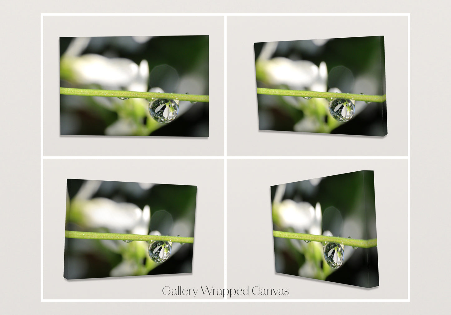 Held in a Dew Drop