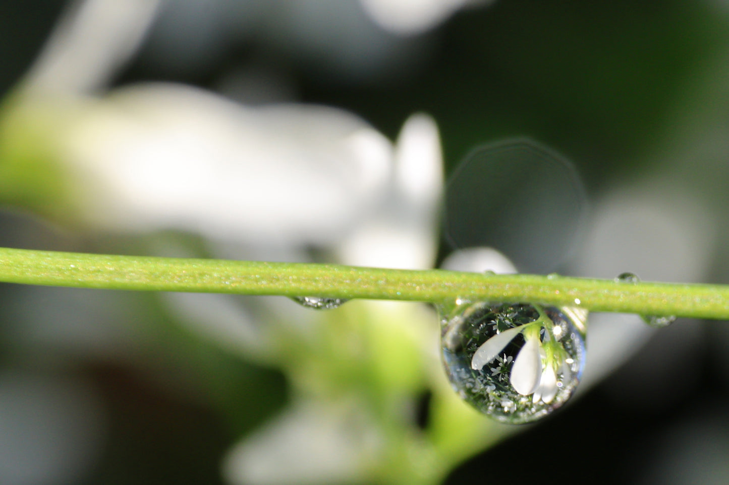 Held in a Dew Drop