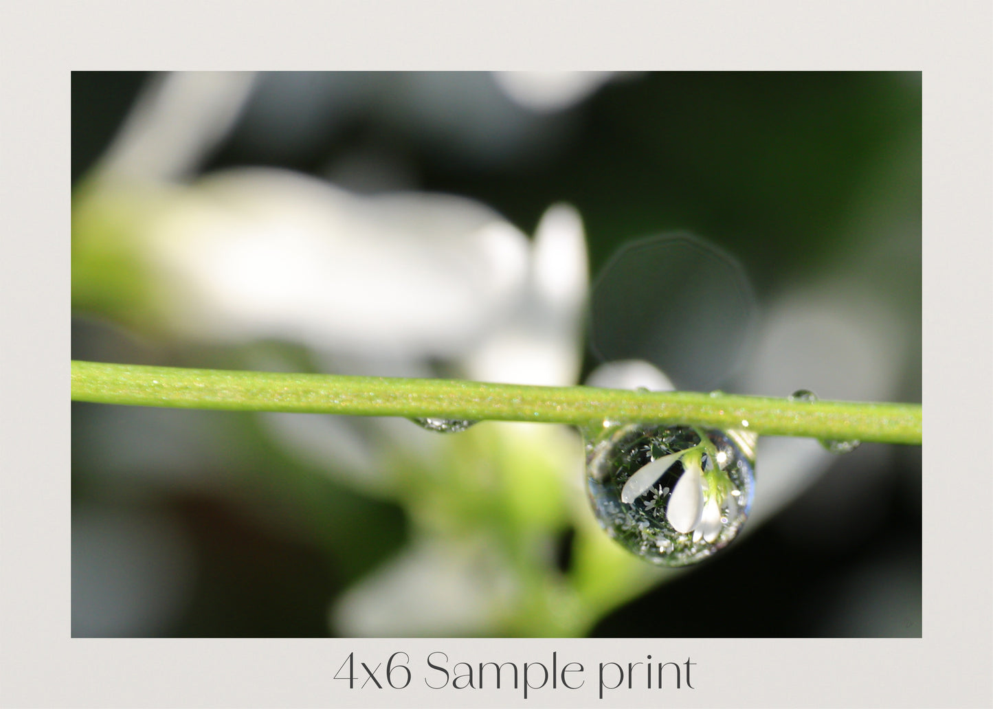 Held in a Dew Drop