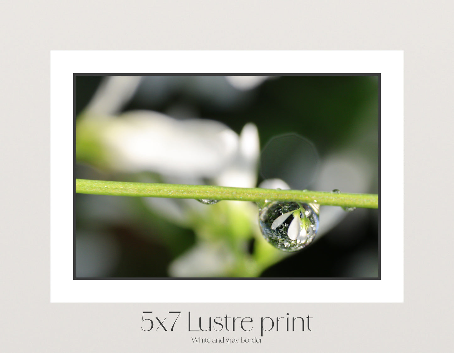Held in a Dew Drop