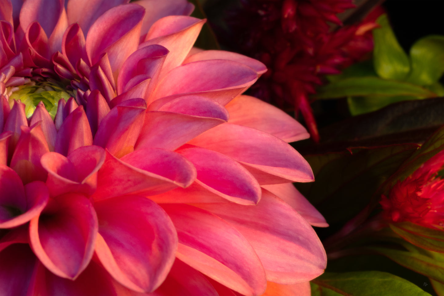 Into the Petals