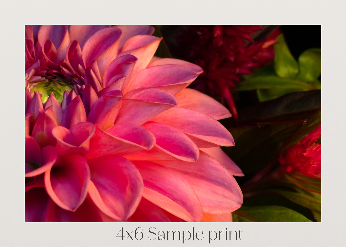 Into the Petals