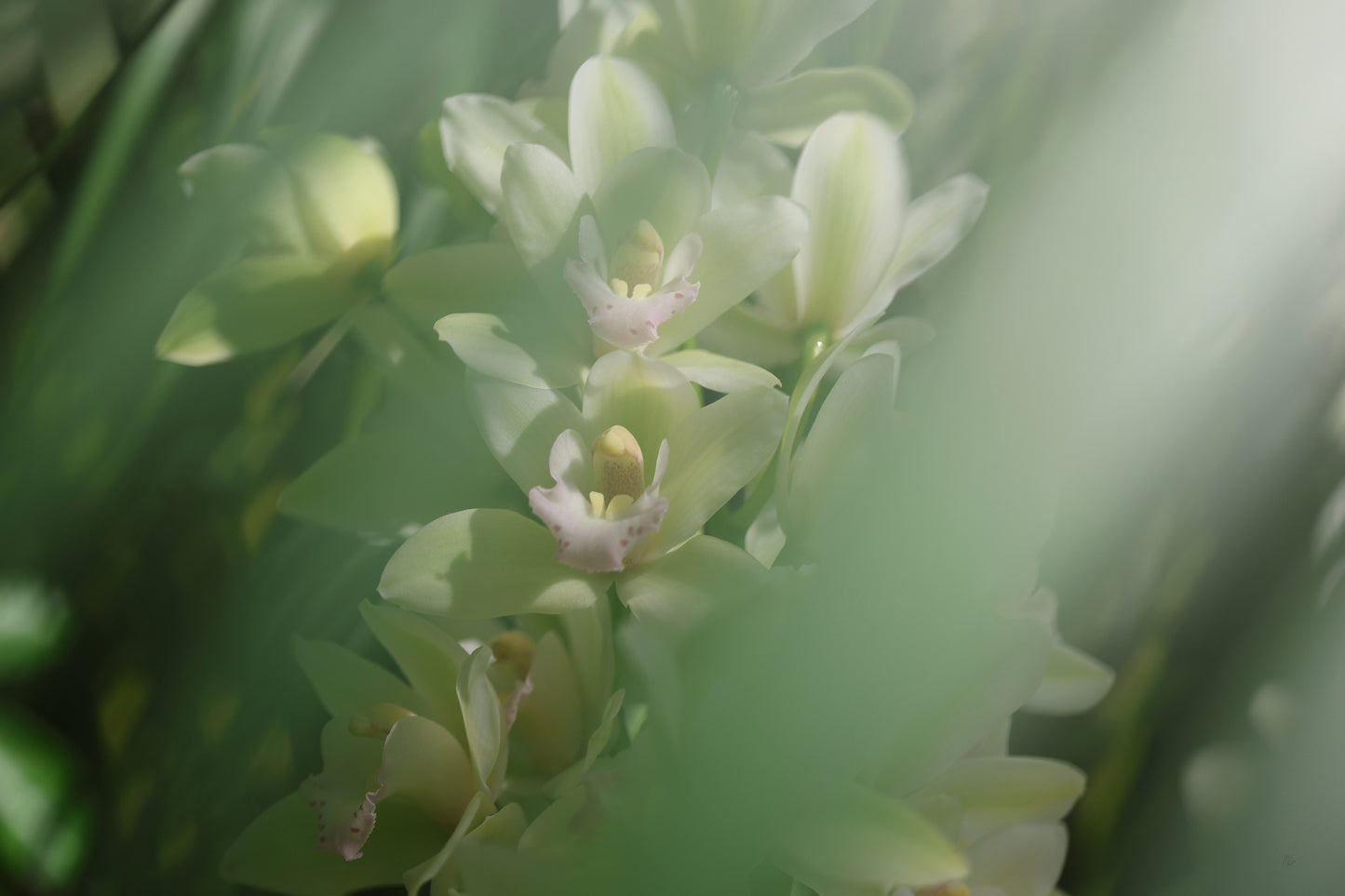 Misted Moments 1