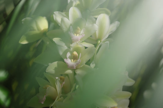 Misted Moments 1