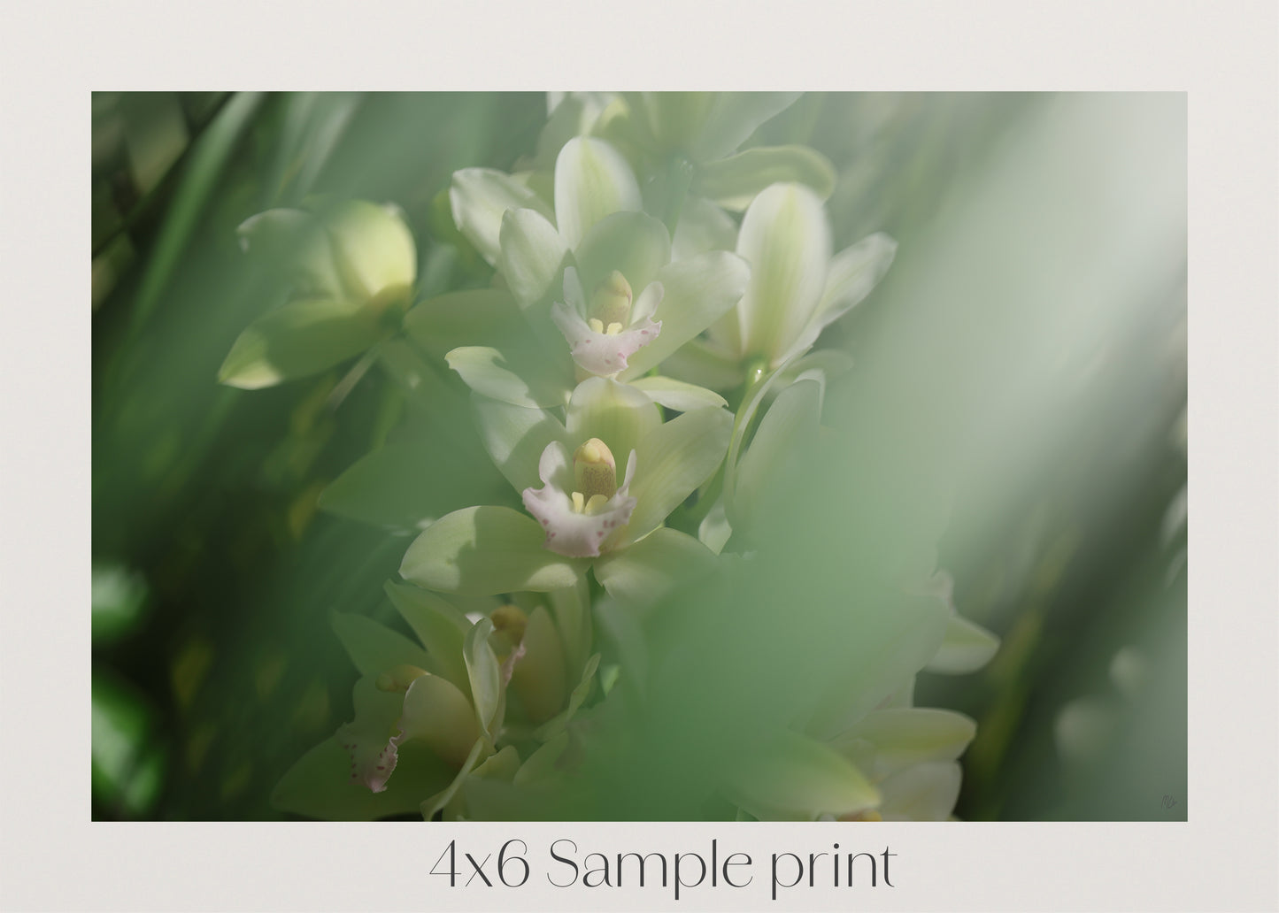 Misted Moments 1