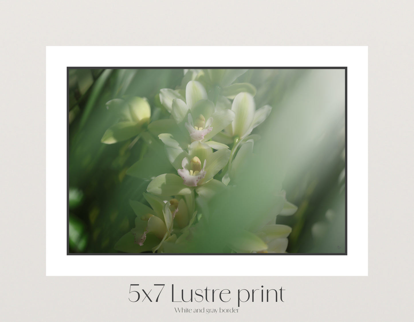 Misted Moments 1