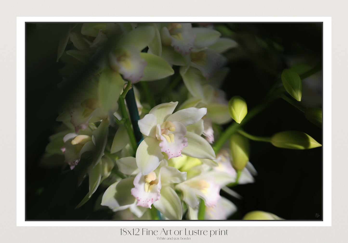 Misted Moments 2