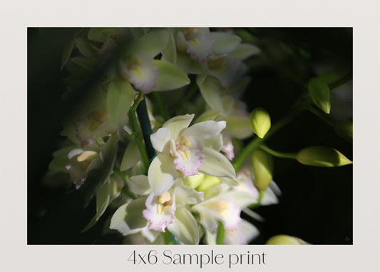 Misted Moments 2