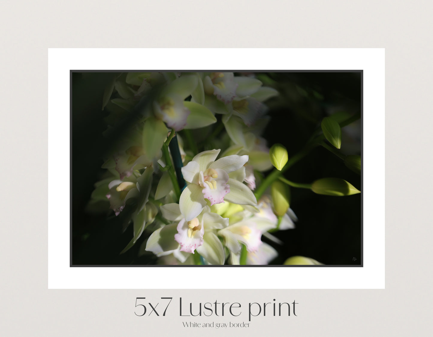 Misted Moments 2