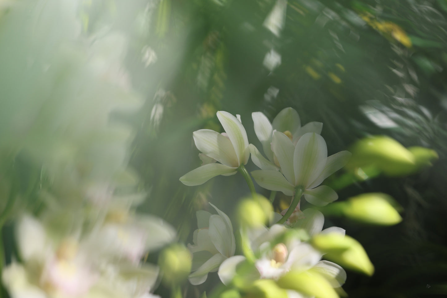 Misted Moments 3