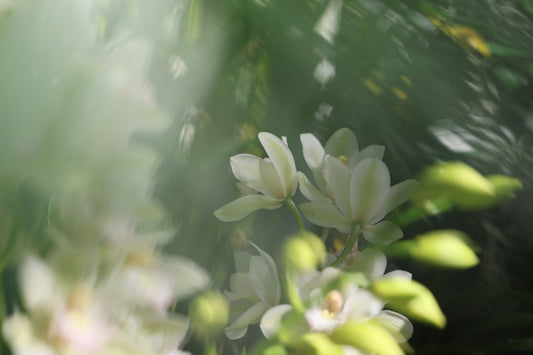 Misted Moments 3