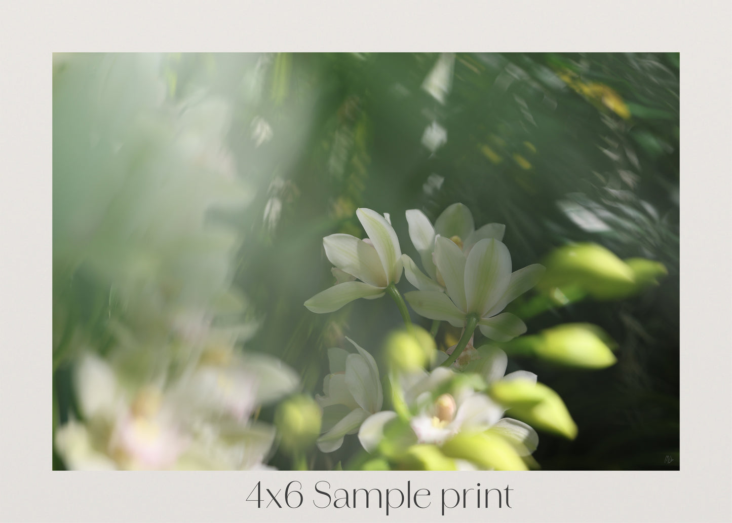 Misted Moments 3