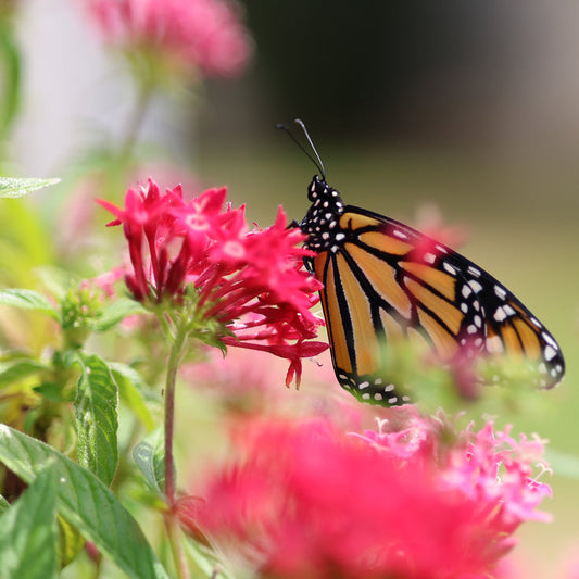 Monarch Butterfly 1 8x8 Digital Art